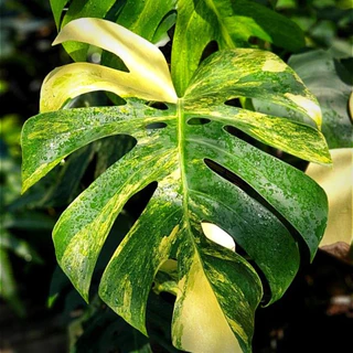 ปุ๋ยละลายช้า ออสโมโค้ท มัลติเทค ไม้ประดับ พืช บอนสี ผัก สูตร 16 16 16 เเบ่งขาย