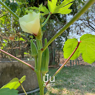 🏅เมล็ดนำเข้า เมล็ดกระเจี๊ยบ เขียว Clemson Spineless Okra seed (Organic Seed) AAS ไร้ขนแหลม ปันอินทรีย์