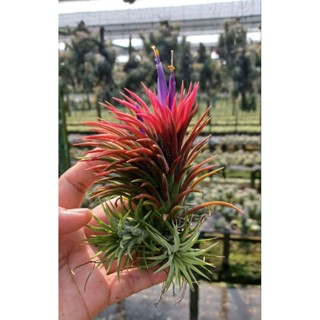 Tillandsia ionantha huamelula