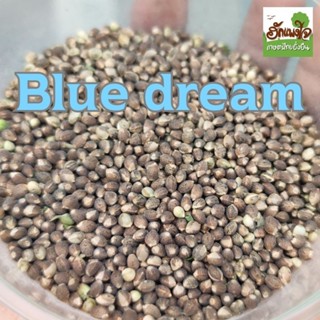 Blue dream สายพันธุ์นอก 🍇ชุด 30 ,50 ,100 เมล็ด บลูดรีม โฟโต้ คัดพิเศษ สายพันธุ์อันดับ 1 ของอเมริกา ไม่ง่วง  มีใบอนุญาต