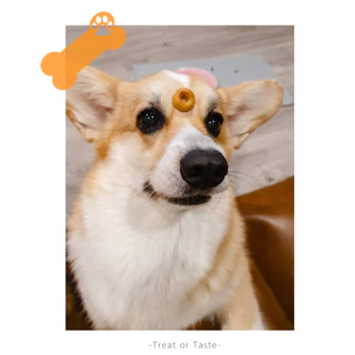 คุกกี้ซีเรียลสุนัข ชิ้นเล็กทานง่าย แพ้ไก่ทานได้ ไม่มีเนื้อสัตว์ | Dog Treat Cereal โฮมเมด | Treat or Taste