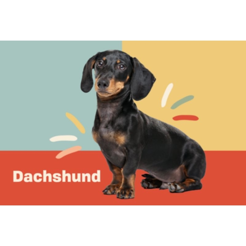 ตุ๊กตาหมาดัชชุน หมาไส้กรอก Dachshund