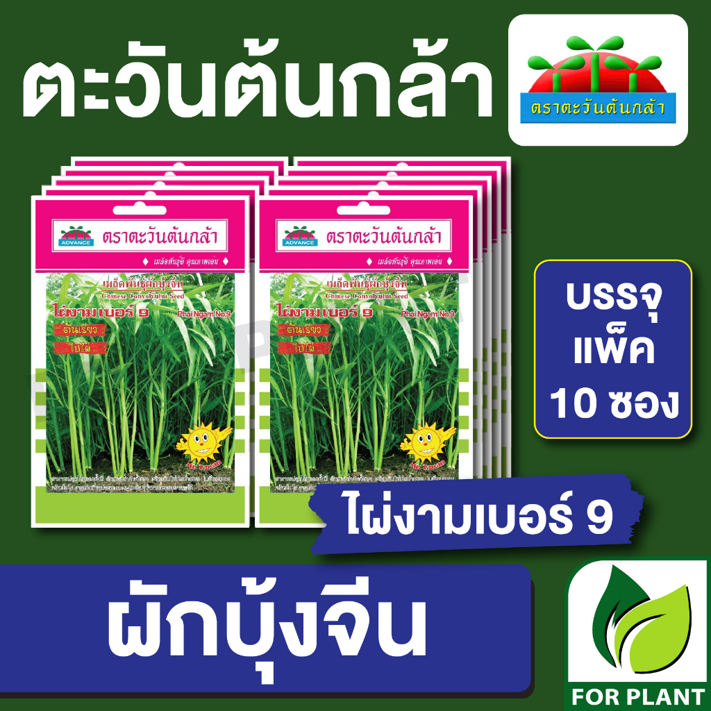 เมล็ดพันธุ์ ผักซอง ผักบุ้งจีน ไผ่งาม เบอร์ 9 ตะวันต้นกล้า SP บบรรจุแพ็คละ 10 ซอง
