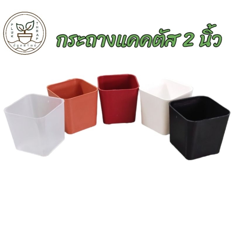 กระถางแคคตัสสี่เหลี่ยม 2 นิ้ว (1ใบ) กระถางพลาสติกราคาถูก กระถางกระบองเพชร