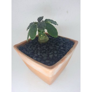 มะพร้าวทะเลทรายใบกลม(Dorstenia Plant)