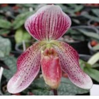 Paph.callosum HY.529 x Paph.concolor6204 รองเท้านารีลูกผสม