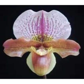 Paph.W.churchill x pacific ocean 830294591 x Paph.charlesworthii AAH-46/90568602 ลูกผสมดอกน่ารักขนาดกระถาง 2 นิ้ว