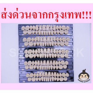 โมเดลฟันปลอม Pigeon คุณภาพดี สีมาตรฐานคนไทย สำหรับงานศิลปะปั้นหุ่นขี้ผึ้ง