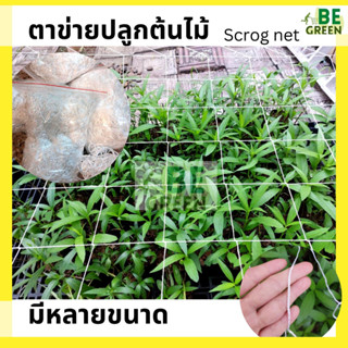 ตาข่ายกันล้ม ไนล่อน  ตาข่ายไม้เลื้อย  Scrog Net | ปลูกต้นไม้  ปลูกพืช ค้าง ตะข่ายปลูกผัก