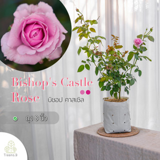 Treeno.9 T350 Bishops Castle Rose (กุหลาบ บิชอป คาสเซิล)​ ดอกกลิ่นหอม ต้นใหญ่ ถุง 8 นิ้ว / สูง 60-70 ซม. / ไม้ประดับ ไม้ดอก (ต้นไม้)