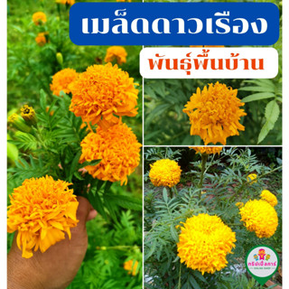 เมล็ดดาวเรืองพันธุ์พื้นบ้าน คละสี  บรรจุ  500 เมล็ด+ สีส้ม,สีเหลือง,สีทอง