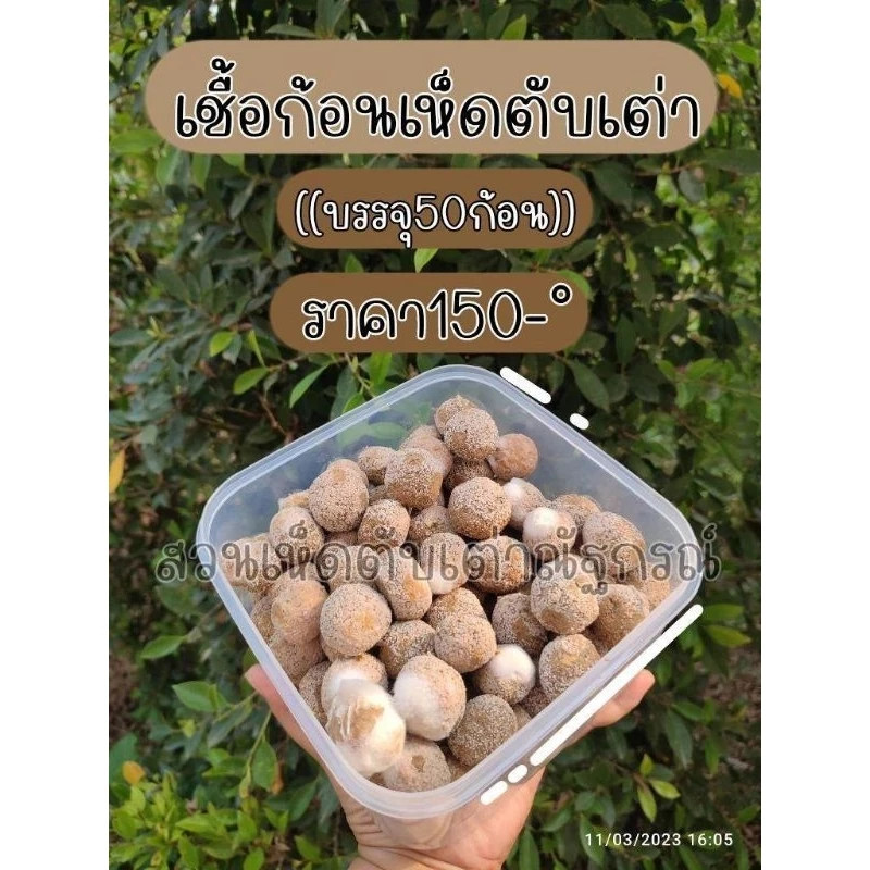 เชื้อก้อน เชื้อเห็ดตับเต่า เห็ดผึ้ง เห็ดห้า เชื้อก้อน 50-60ก้อน