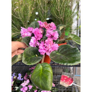 แอฟริกันไวโอเล็ต #African Violet  ต้นไม้นำเข้าออกดอกบ่อย