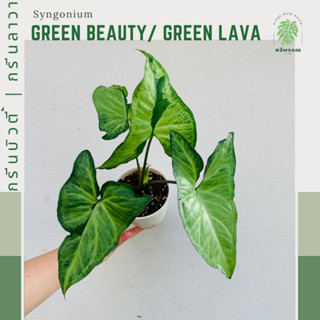 กรีนบิวตี้ | Syngonium green beauty | Syngonium green lava | กรีนลาวา ไม้แรร์ ไม้สะสม หายาก