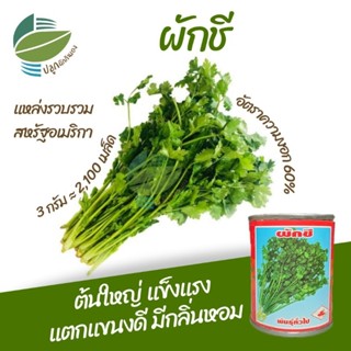 เมล็ดพันธุ์ ผักชี (Coriander)