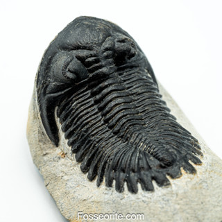 [เกรดพิพิธภัณฑ์+อายุกว่า 400 ล้านปี!!!] 2.3" ฟอสซิล ไทรโลไบต์ Hollardops Mesocristatus Trilobite ของแท้ หนัก 137.1g #HD1