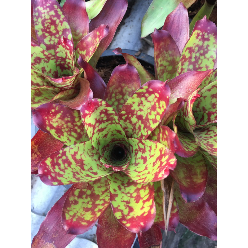 ตัดสด-หมีพูล#ไม้มินิ#เกาะตอ#เกาะต้นไม้#สับประรดสี# Bromeliad #ต้นไม้สวยงาม# ไม้ประดับ# ตกแต่งสวน
