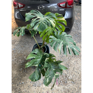 ต้นมอนสเตอร่าอัลโบ้ (Monstera Borsigiana Albo Variegated)