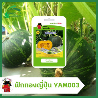 ฟักทองญี่ปุ่น ลูกผสมYAM003 F1 Hybrid (Cucurbita maxima Duchesne) ตรากบดำกบแดง