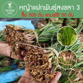 หญ้าแฝก 500 ต้น แถมฟรี 50 ต้น ต้นพันธุ์หญัาแฝก หญ้าแฝกพันธุ์สงขลา 3 (1มัด มี 50 ต้น)