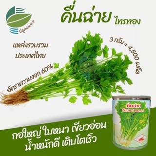 เมล็ดพันธุ์คื่นฉ่าย ขึ้นฉ่าย (chinese celery)