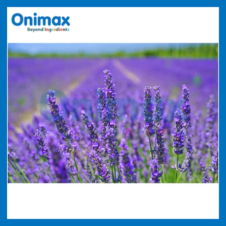 น้ำมันหอมระเหย ลาเวนเดอร์ Lavender Essential Oil KC ขนาด 100g. / 500g.