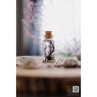 สวนขวดมาริโมะจิ๋ว marimo 0.8-1cm พร้อมของตกแต่ง