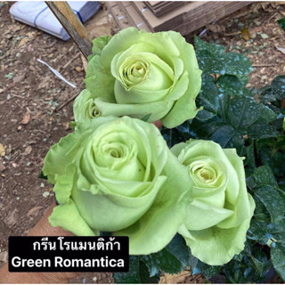 กุหลาบ - กรีนโรแมนติก้า Green Romantica (กระถาง 10 นิ้ว)