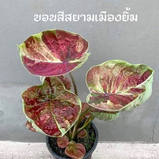 [ถูกที่สุด]บอนสีสยามเมืองยิ้ม ไม้ด่าง บอนด่าง บอนสี caladium