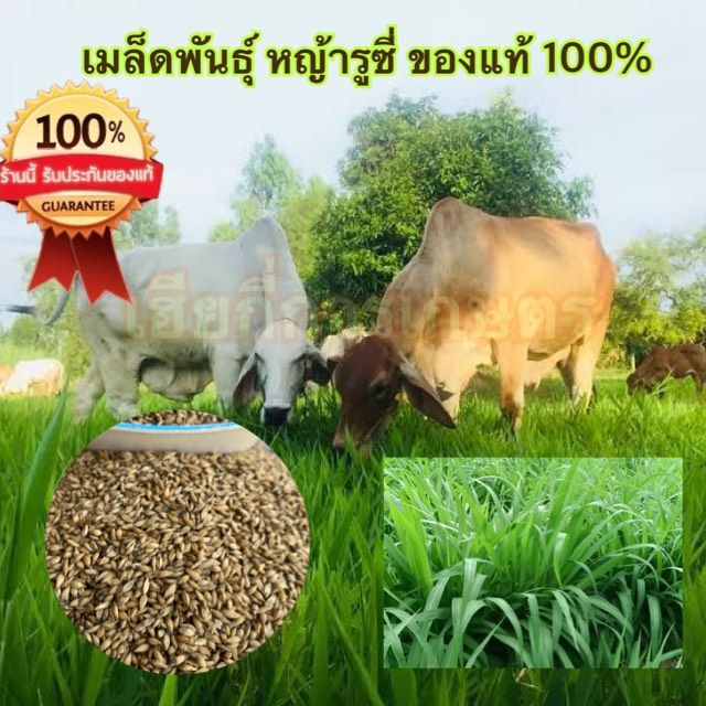 เมล็ดพันธุ์หญ้ารูซี่คัดเกรดอย่างดี (Ruzi Grass) รับรองงอกแน่นอน 100% พร้อมแนะนำการปลูกและการดูแล