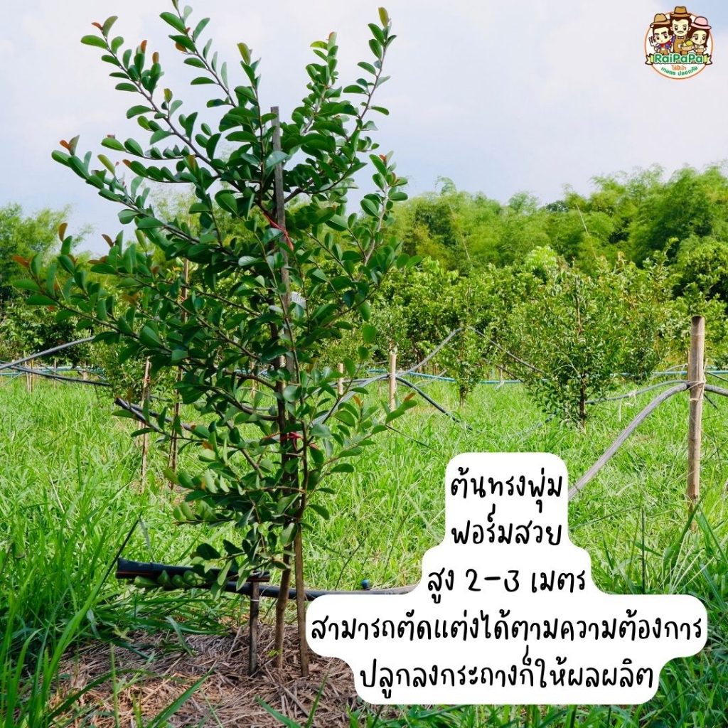 น้อยหน่าส้มบราซิล Annona Spinescens ต้นเสียบยอด ผลไม้แปลก ผลไม้หายาก ต้นไม้แปลก ต้นไม้ต่างประเทศ