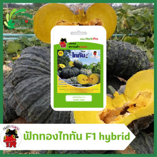 ฟักทองลูกผสม ไททัน F1 Hybrid (Cucurbita moschata) ตรากบดำกบแดง