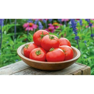 เมล็ดพันธุ์มะเขือเทศเนื้อ คริมสัน ครัช (Crimson Crushed Tomato.Seed) บรรจุ 15 เมล็ด ของแท้ คุณภาพดี ราคาถูก นำเข้าจาก