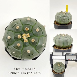 Astrophytum Asterias Kikko Cactus แอสโตรไฟตัม กิ๊กโกะ กระบองเพชร