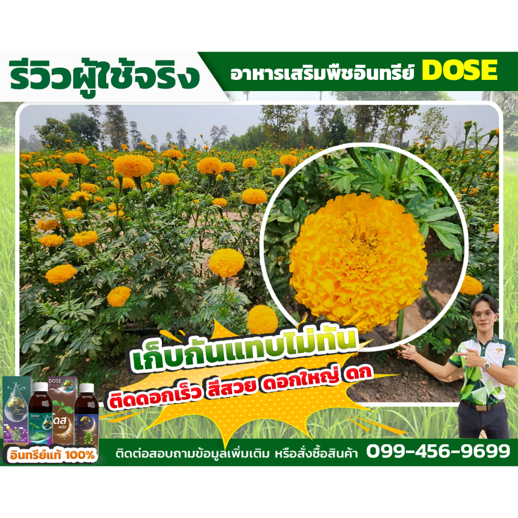 โดสเอ็กซ์ตร้านาโน [โปรส่งฟรี] โดส Dose extra nano ฮอร์โมนพืช  เร่งใบ เร่งต้น  เร่งโตเพิ่มผลผลิต - รูปที่ 5
