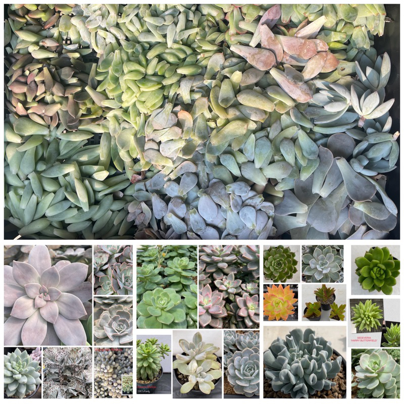 ใบกุหลาบหิน เด็ดสด สำหรับวางใบ หลากหลายชนิด มากกว่า80ชนิด