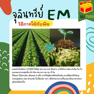 หัวเชื่อEMแท้100% ขนาด5ลิตร หัวเชื้อจุลินทรีย์ชีวภาพอีเอ็ม บำบัดน้ำเสีย ดับกลิ่นโถสุขภัณฑ์(บิลแจ้งก่อนส่งของนะคะ)