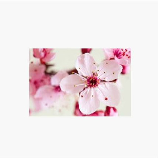 หัวน้ำหอม กลิ่นcherry blossom 0002344