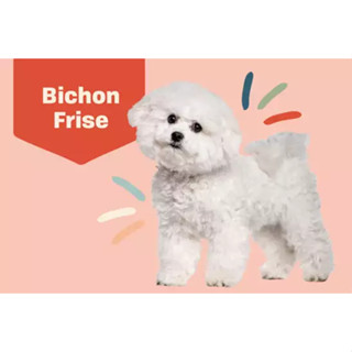 ตุ๊กตาน้องบิชอง Bichon Frise