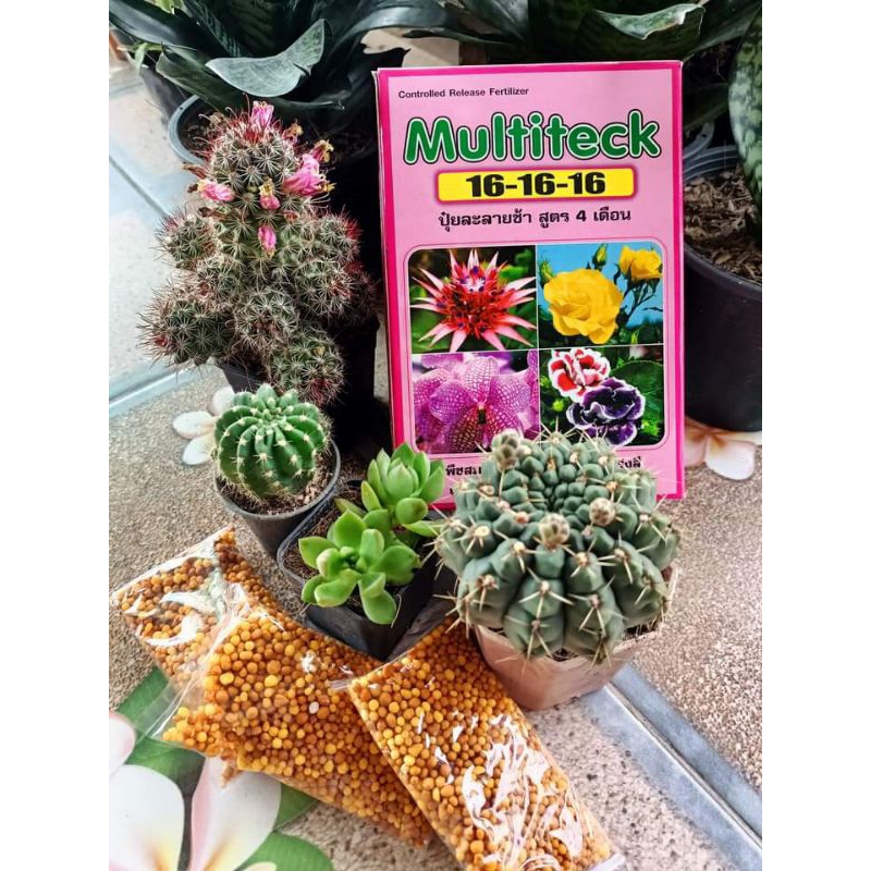 ปุ๋ยละลายช้า  16-16-16  ปุ๋ยเเคคตัส ปุ๋ยกระบองเพชร ปุ๋ยกล้วยไม้