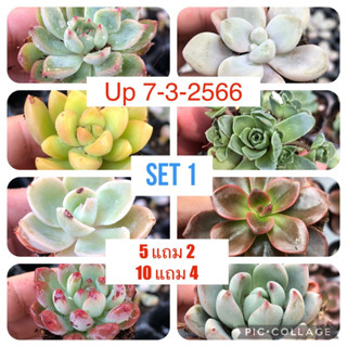 SET1 ไม้อวบน้ำ กุหลาบหิน succulents ต้นไม้อวบน้ำ ลูกชุบ หยดน้ำ Haworthia ราคาถูกๆ ครับ ^_^