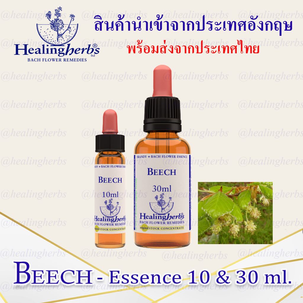 (Beech) Bach Flower Essence (droppler) ขนาด 10 ml. หรือ 30 ml. ของแท้ 100% ***พร้อมส่งในไทย***