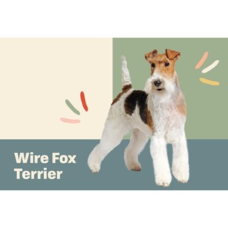 ตุ๊กตาฟอกซ์เทอเรีย Fox Terrior