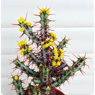 Euphorbia Aeroginosa หนามโหด