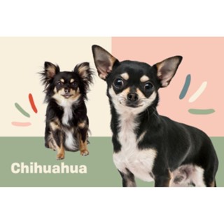 ตุ๊กตาน้องหมาชิวาว่า Chihuahua