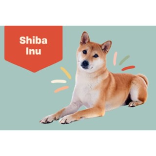 ตุ๊กตาหมาชิบะ Shiba/ Akita Plush doll