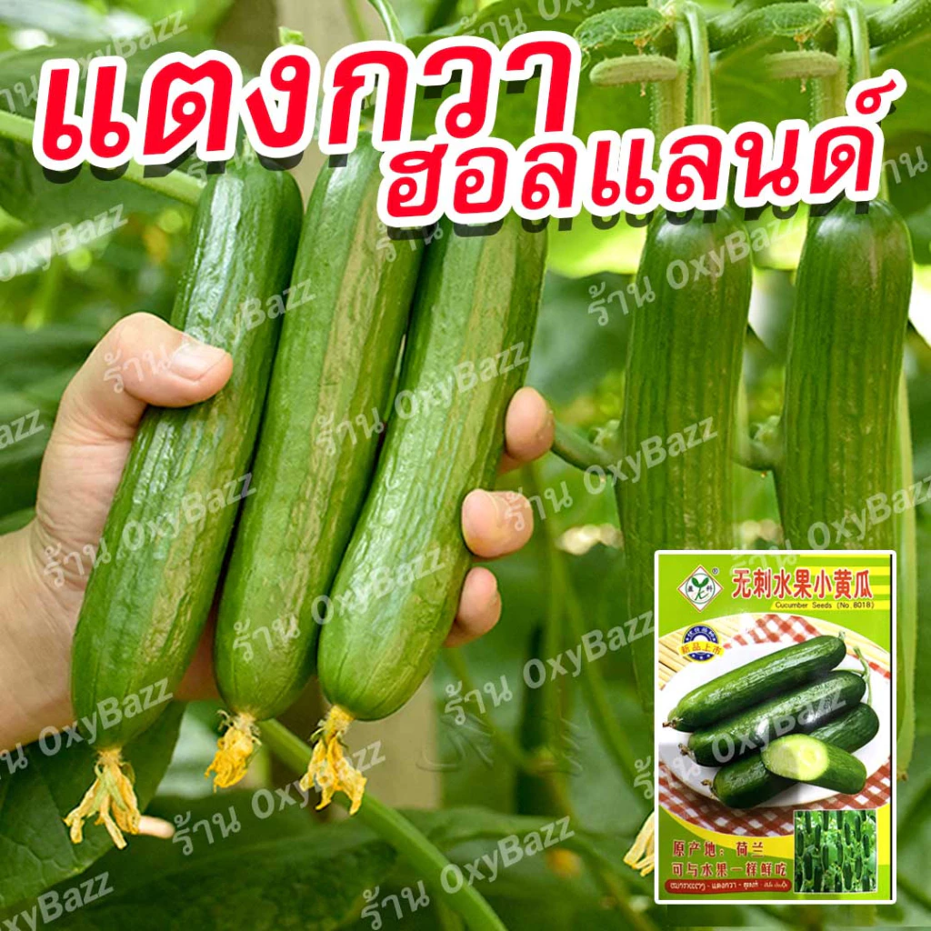 เมล็ดพันธุ์แตงกวาฮอลแลนด์ เมล็ดแตงกวาฮอลันดา 20เมล็ด แตงกวาไร้หนาม Dutch Cucumber seeds