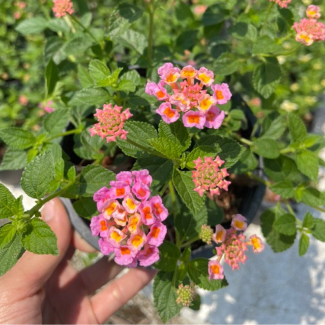 ต้นผกากรอง มี 5 สี กระถาง 5-6" ดอกสีสดๆสวยๆ ทนแดด
