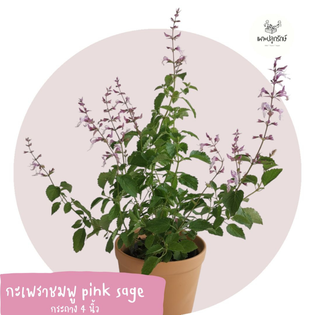 กะเพราชมพู Pink sage กระถาง 5.5 นิ้ว H31