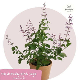 กะเพราชมพู Pink sage